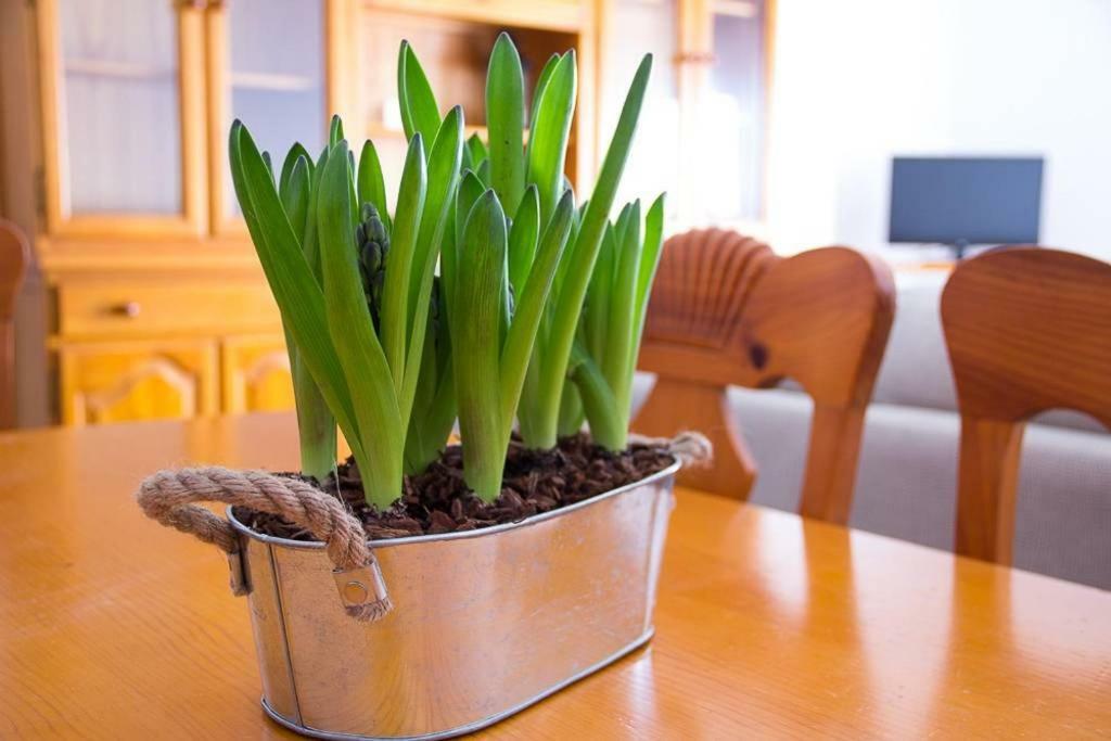 Apartamento Los Narcisos チュリリャ エクステリア 写真