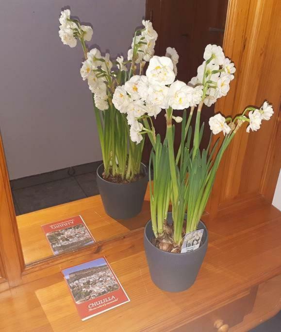 Apartamento Los Narcisos チュリリャ エクステリア 写真